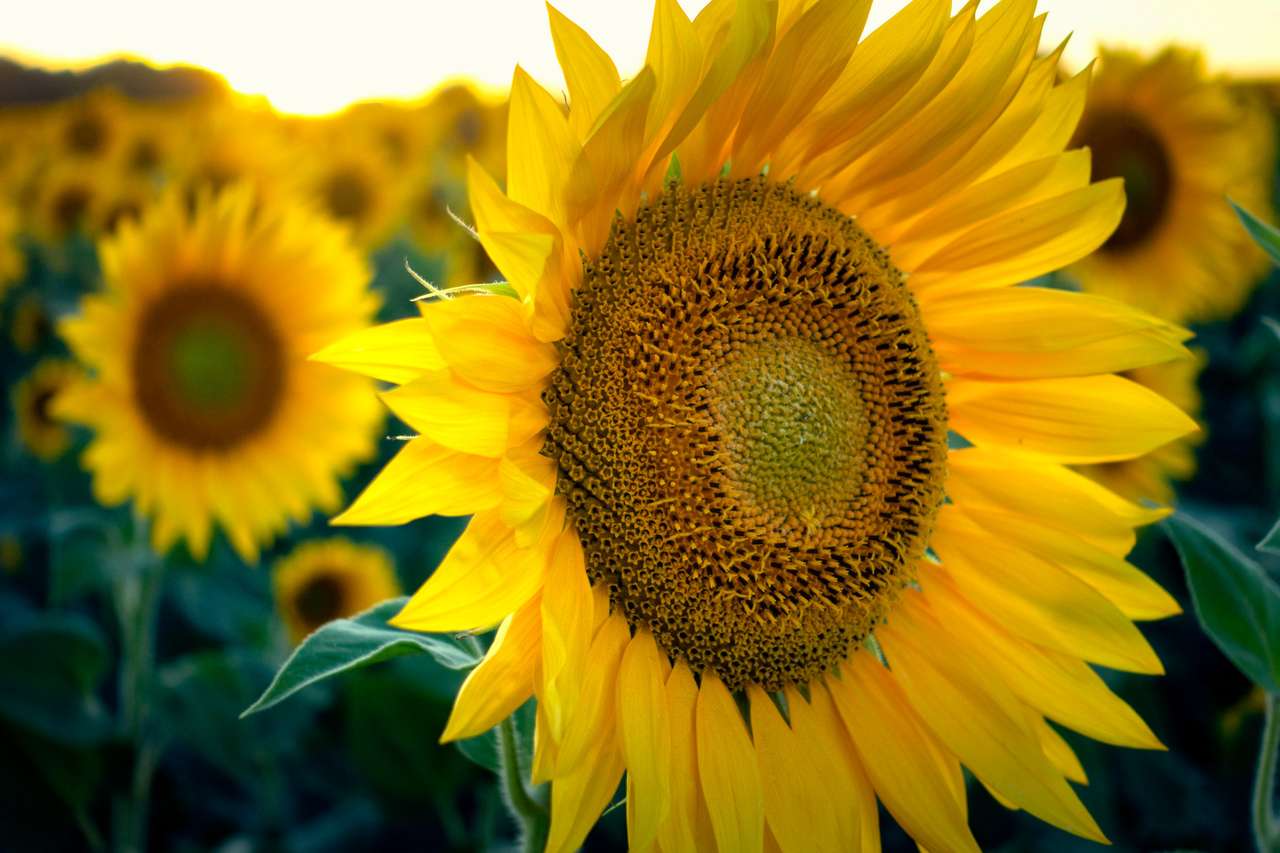 Pole kwitnących słoneczników w pogodny słoneczny dzień puzzle online