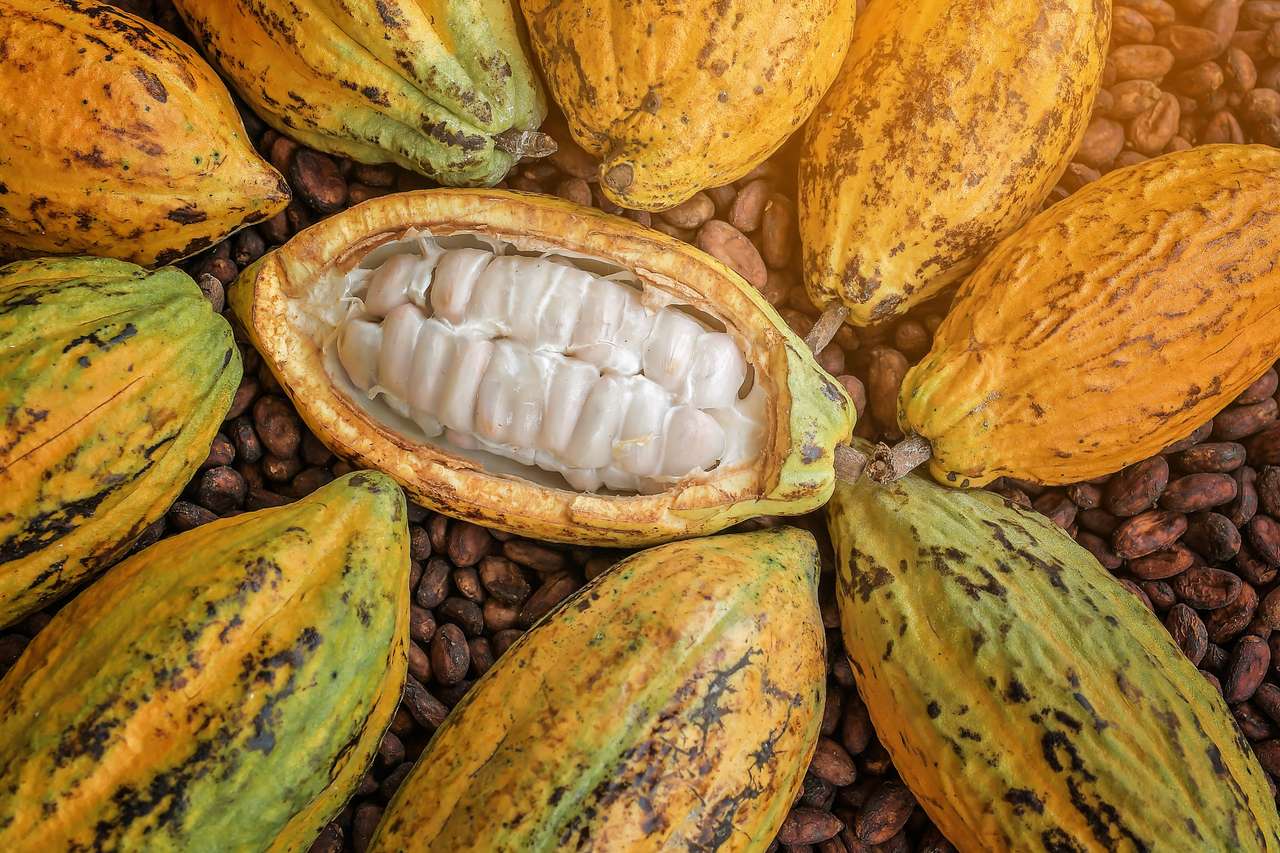 Ziarna kakaowe i owoce kakaowe. puzzle online
