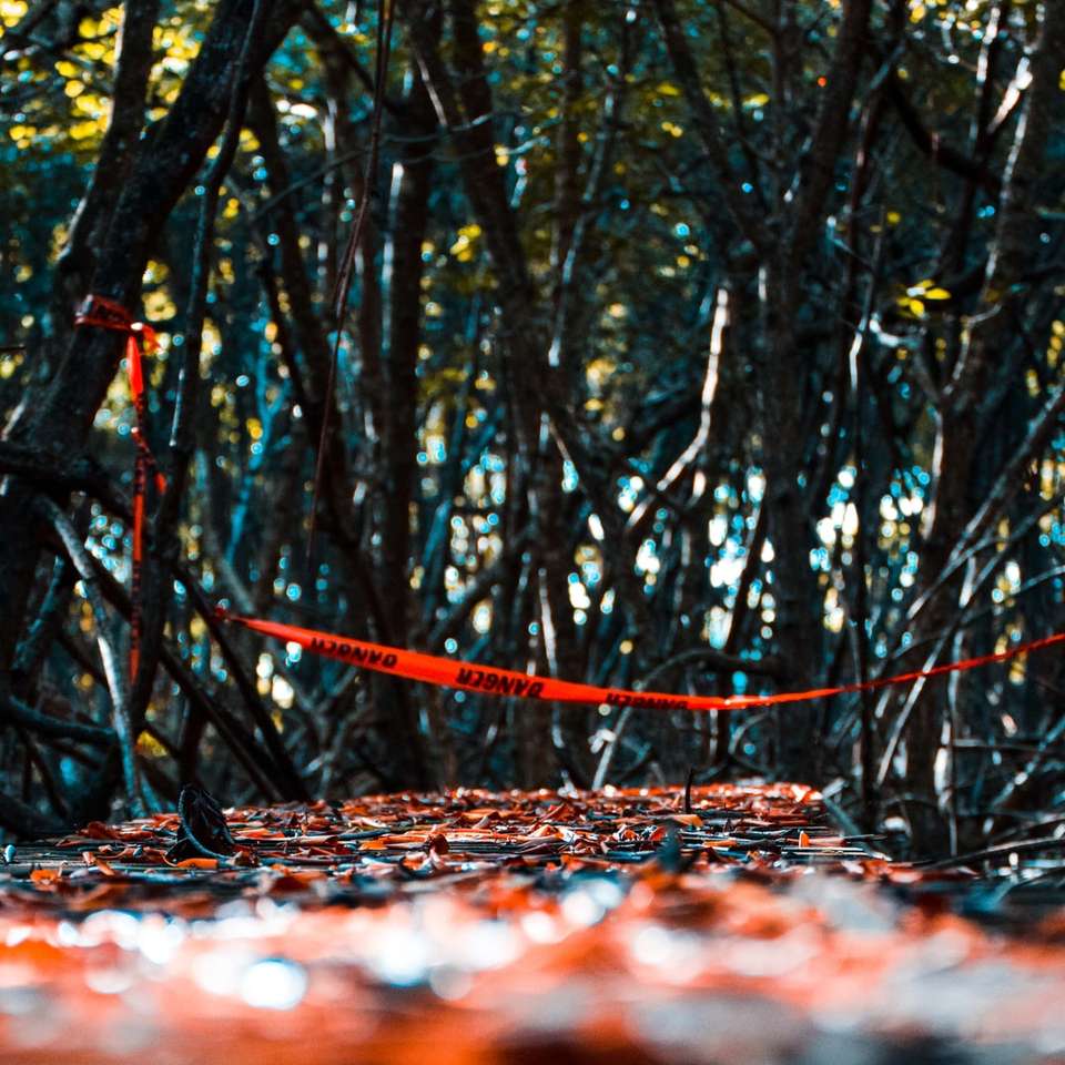 brązowy pień drzewa z czerwonymi liśćmi na ziemi puzzle online