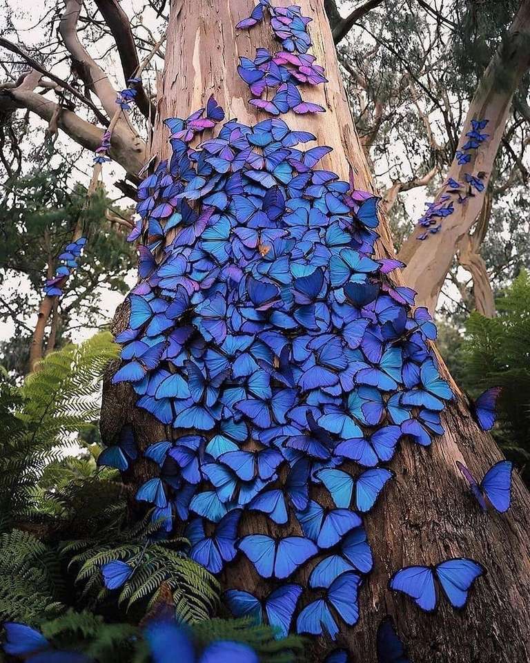 motyle na drzewie puzzle online