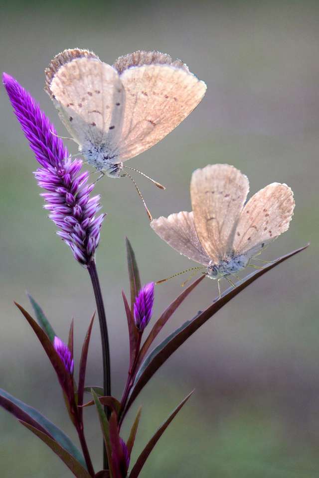 motyle na kwiatach puzzle online