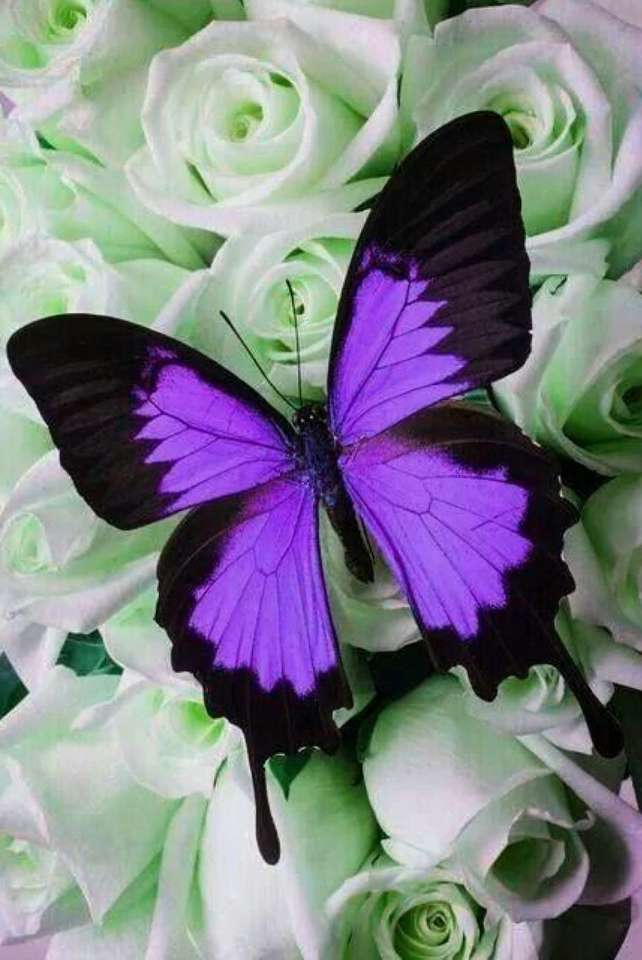 motyl na kwiatku puzzle online