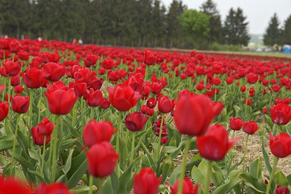 Pole tulipanów puzzle online
