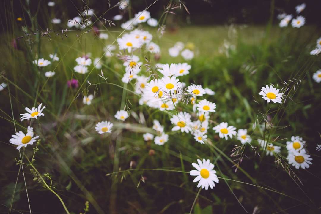 płytkie zdjęcia białych kwiatów puzzle online