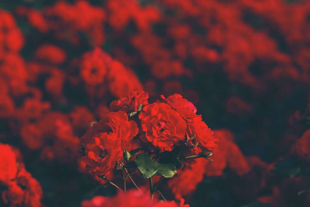 selektywna fotografia ostrości czerwonych płatków kwiatów puzzle online