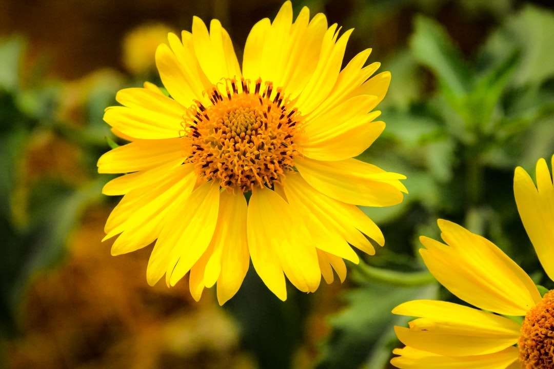 żółty kwiat w obiektywie z przesunięciem pochylenia puzzle online
