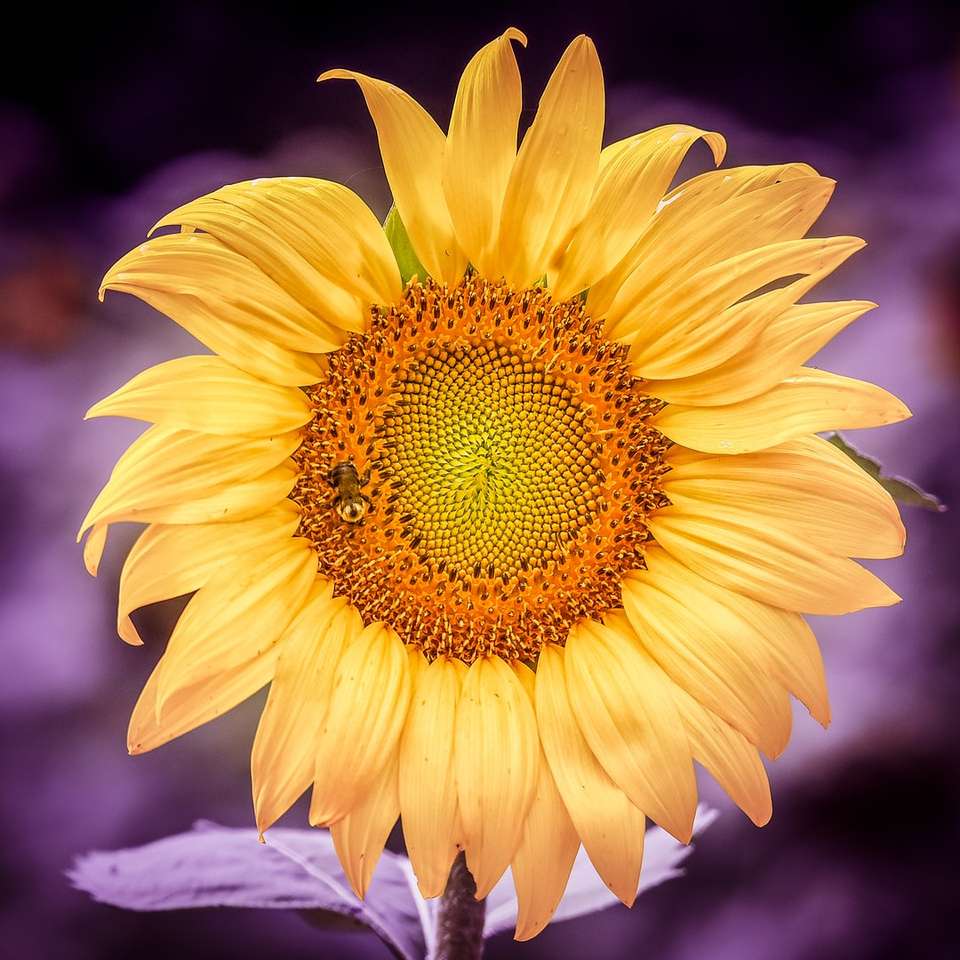 floarea soarelui cu albina deasupra puzzle