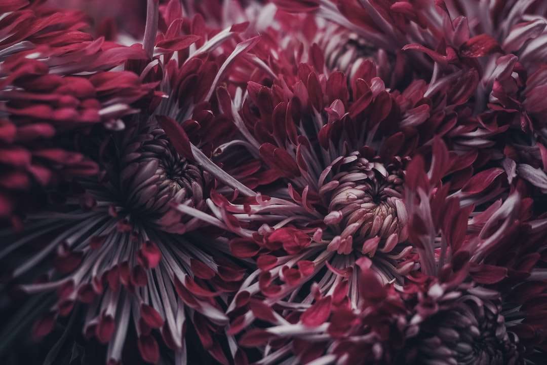 selektywna fotografia ostrości czerwonych płatków kwiatów puzzle online