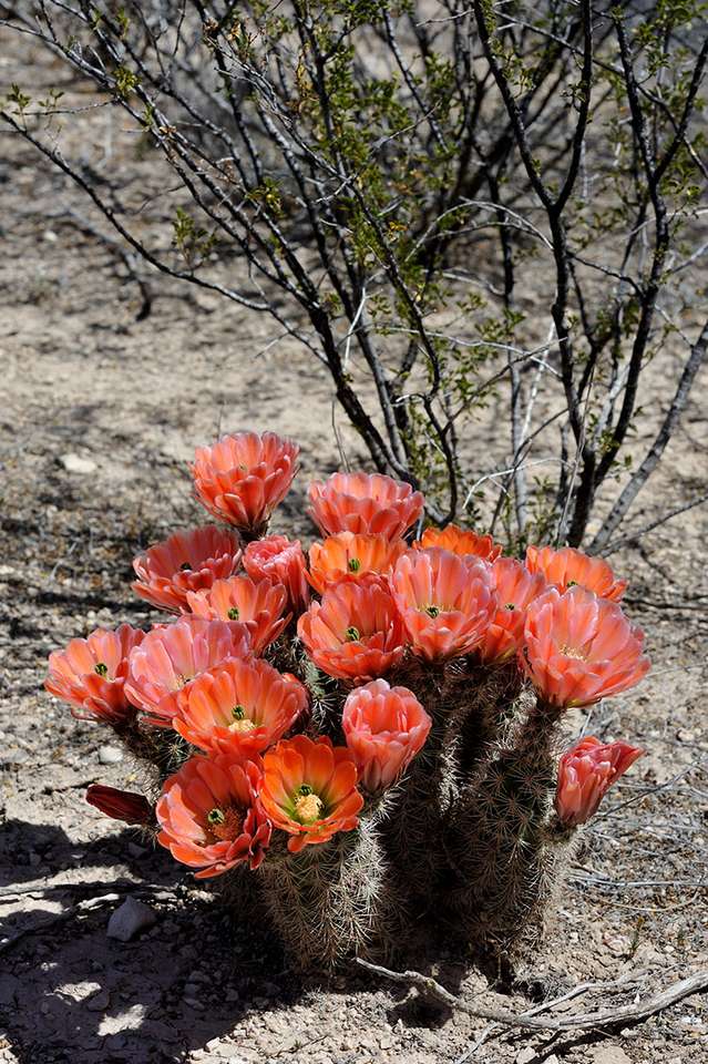 kaktus na pustyni puzzle online