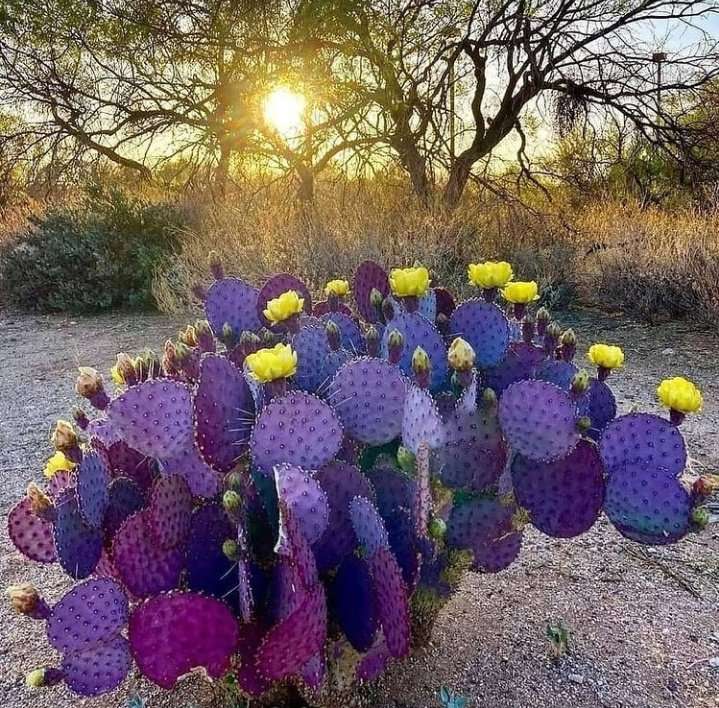 pustynny kaktus puzzle online