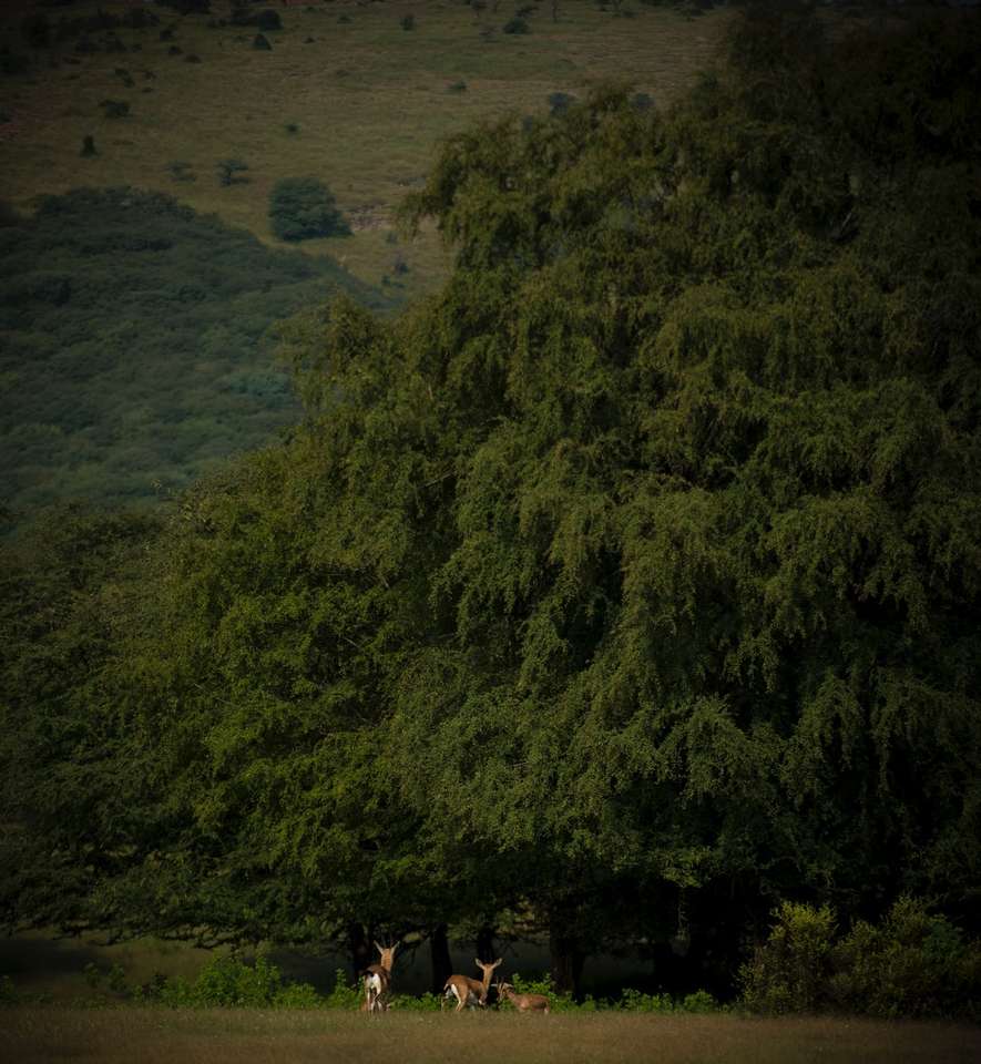 ludzie stojący na brązowym piasku w pobliżu zielonych drzew puzzle online