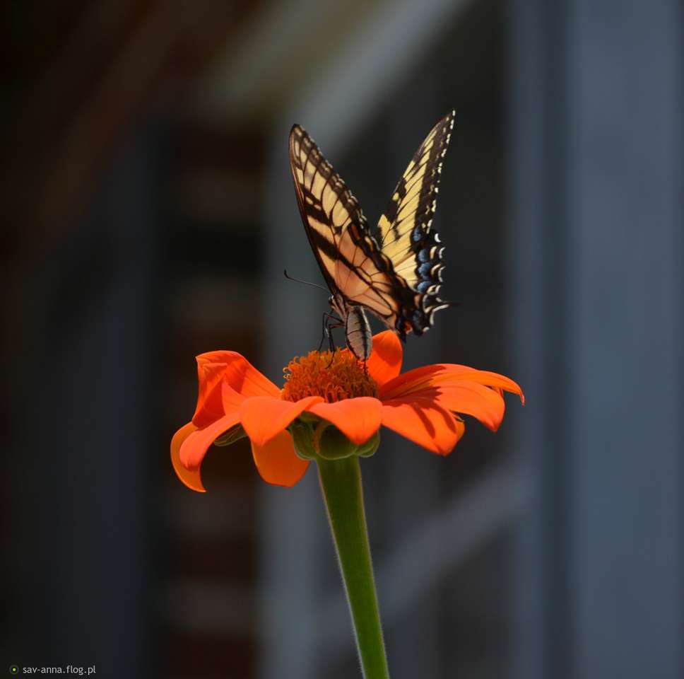 Motyl i kwiat puzzle online