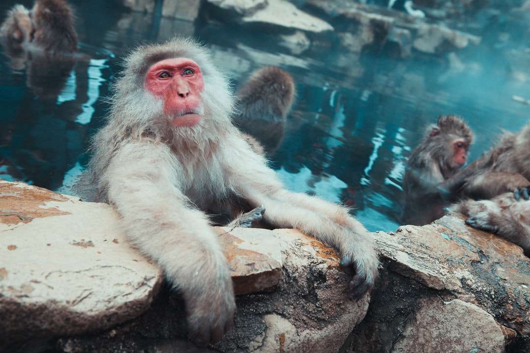 małpa na zbiorniku wodnym w ciągu dnia puzzle online
