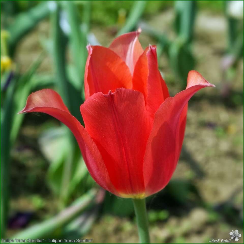 Czerwony tulipan puzzle online