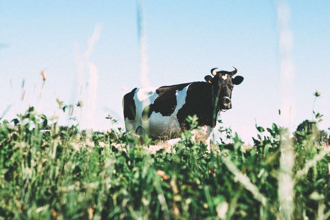 czarno-biała krowa mleczna na zielonych trawach w ciągu dnia puzzle online
