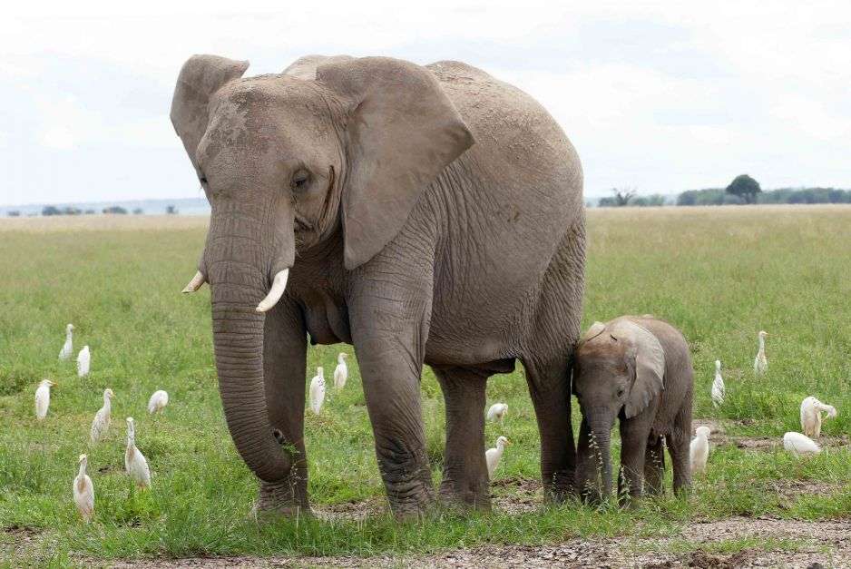 Słonie indyjskie puzzle online