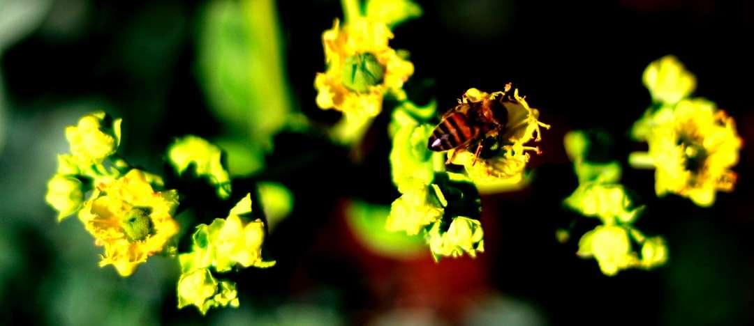 brązowo-czarna osa na żółtych kwiatach orchidei puzzle online