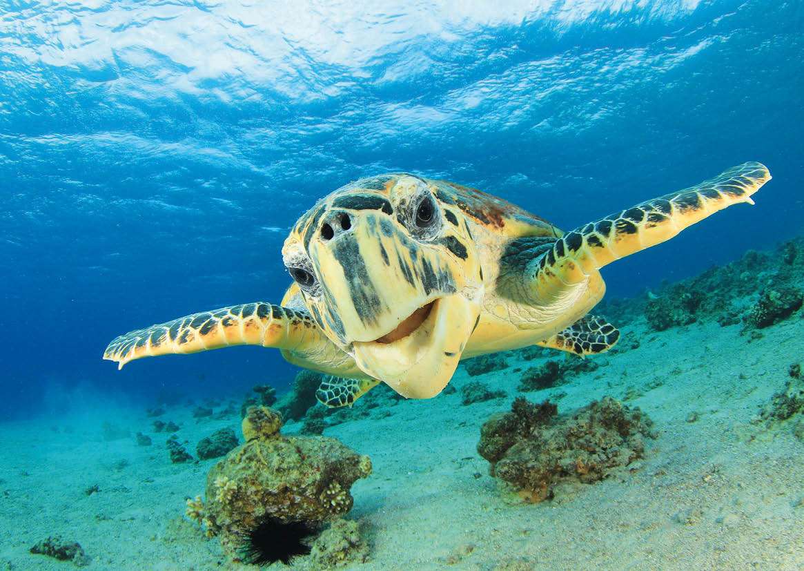 Żółw szylkretowy- morski puzzle online