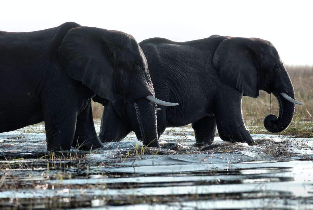 dwa czarne słonie spacerujące w wodzie puzzle online