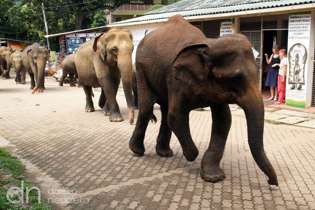 Indyjskie słonie puzzle online
