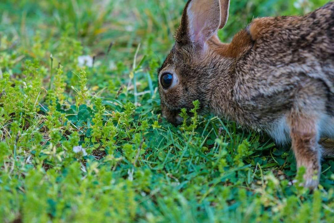 brązowy królik je zieloną trawę w ciągu dnia puzzle online