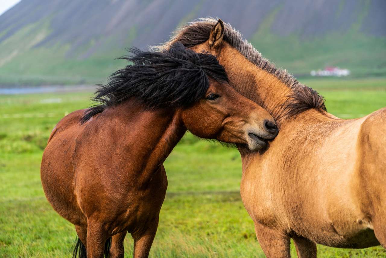 Konie islandzkie w terenie puzzle online