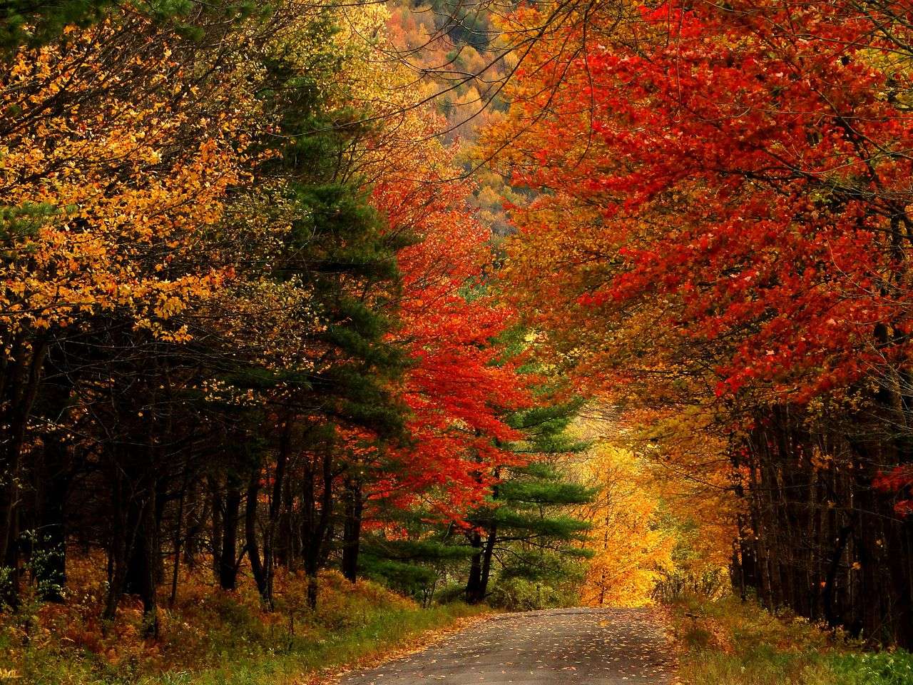 jesień w lesie puzzle online