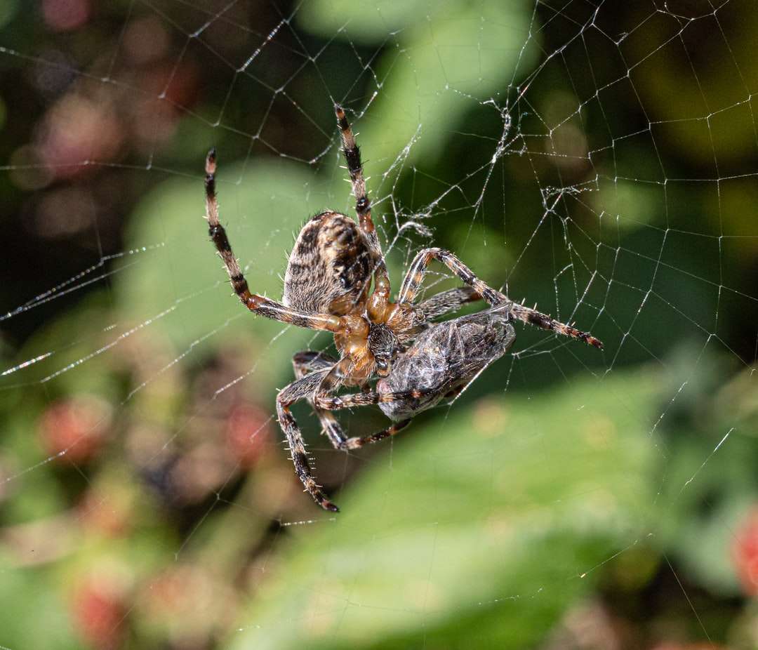 brązowy i czarny pająk w sieci w fotografii z bliska puzzle online