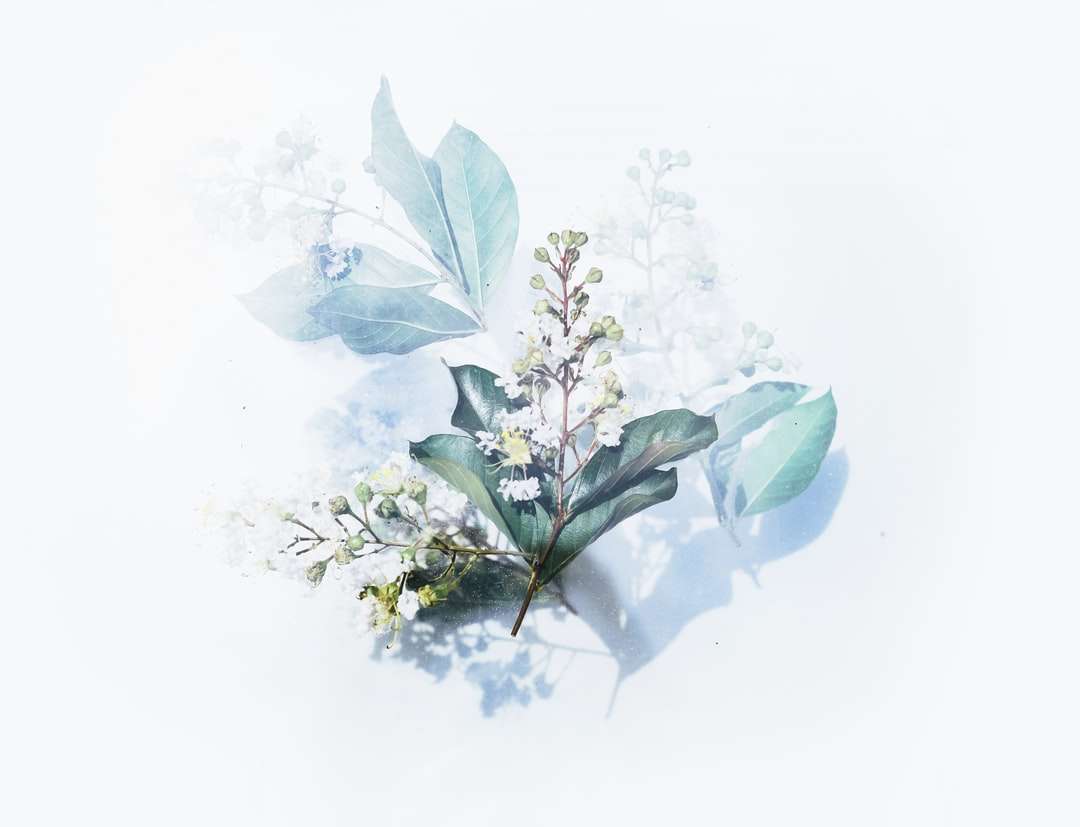 grafika białych roślin kwitnących puzzle online