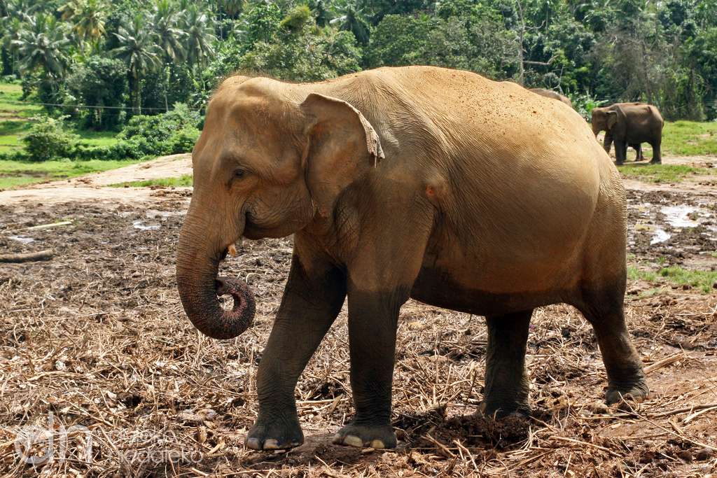 Indyjski słoń puzzle online
