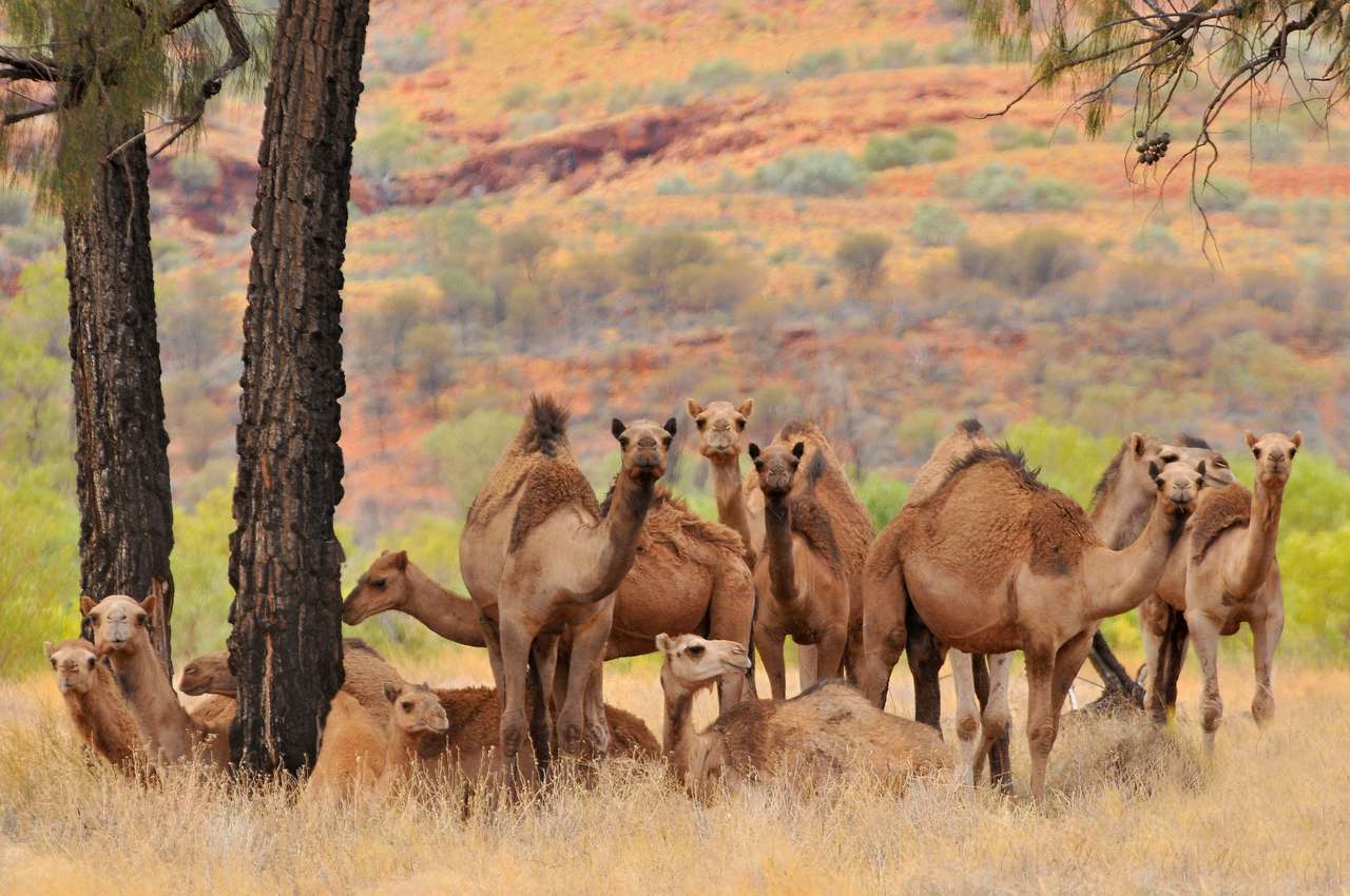 Australijskie dzikie wielbłądy puzzle online
