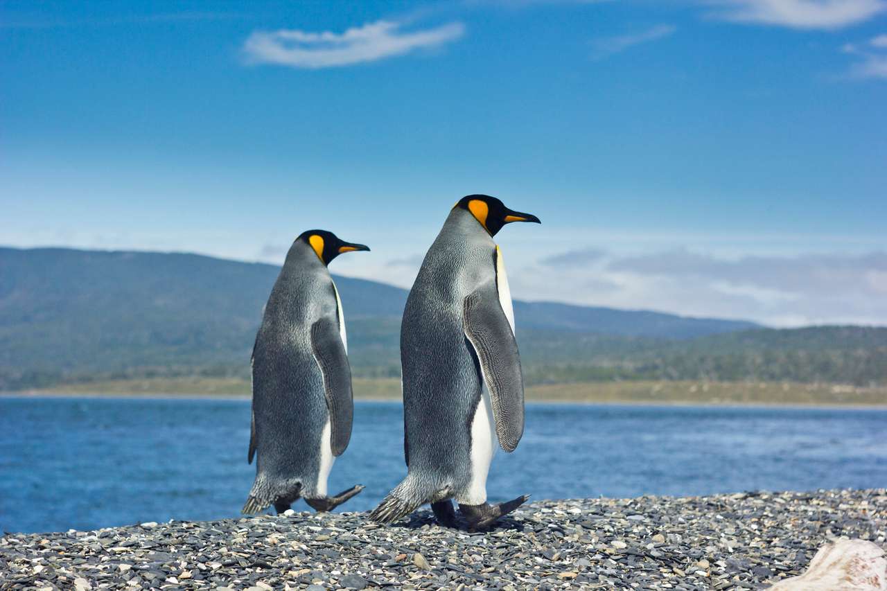 Dois pinguins-rei parados perto do mar quebra-cabeça