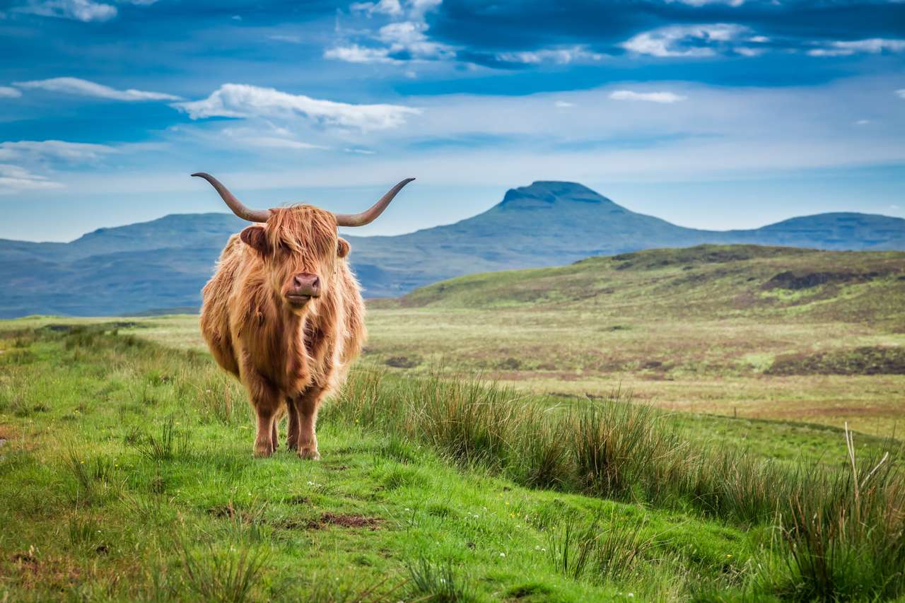 Brązowa krowa wyżynna w Isle of Skye, Szkocja puzzle online