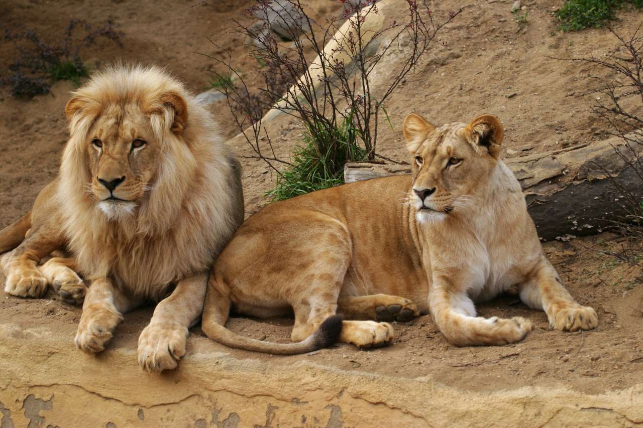 Lew angolski , Panthera leo bleyenbergi puzzle online