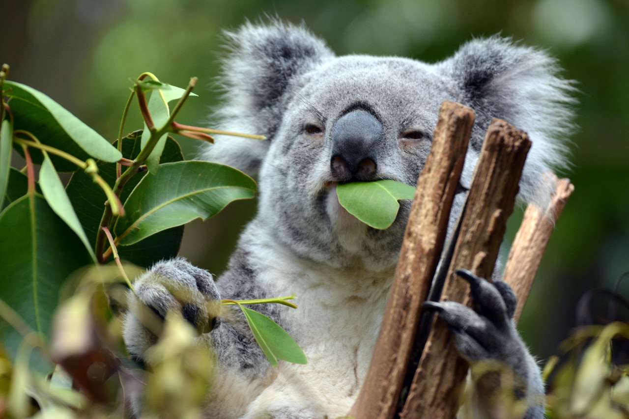 Koale w Lone Pine Koala Sanctuary w Brisbane, Australia puzzle online