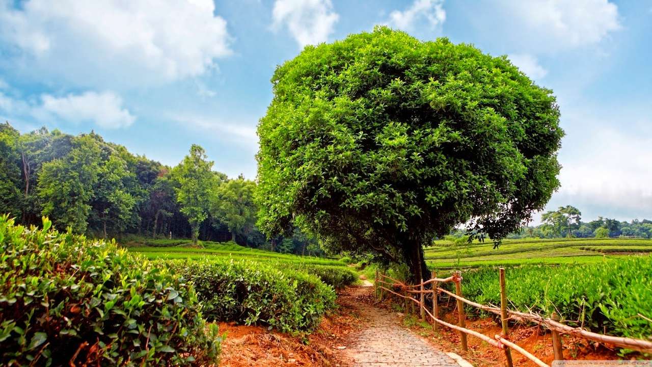 plantacja herbaty puzzle online