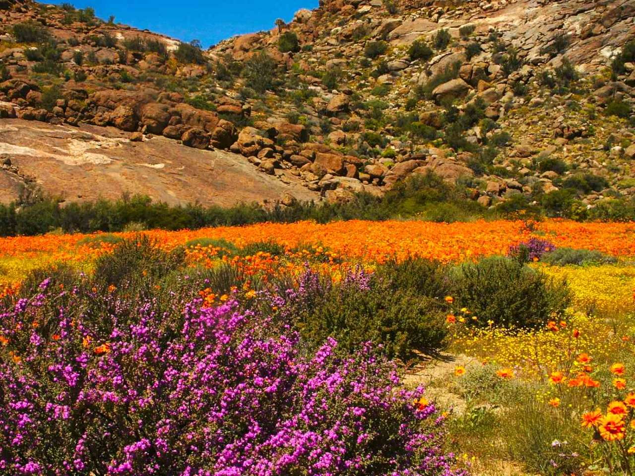 Namaqualand-RPA puzzle online