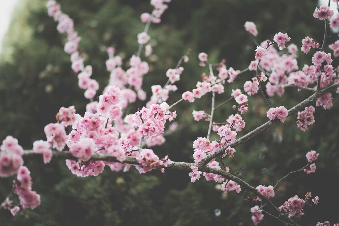 różowe drzewa kwiatowe puzzle online