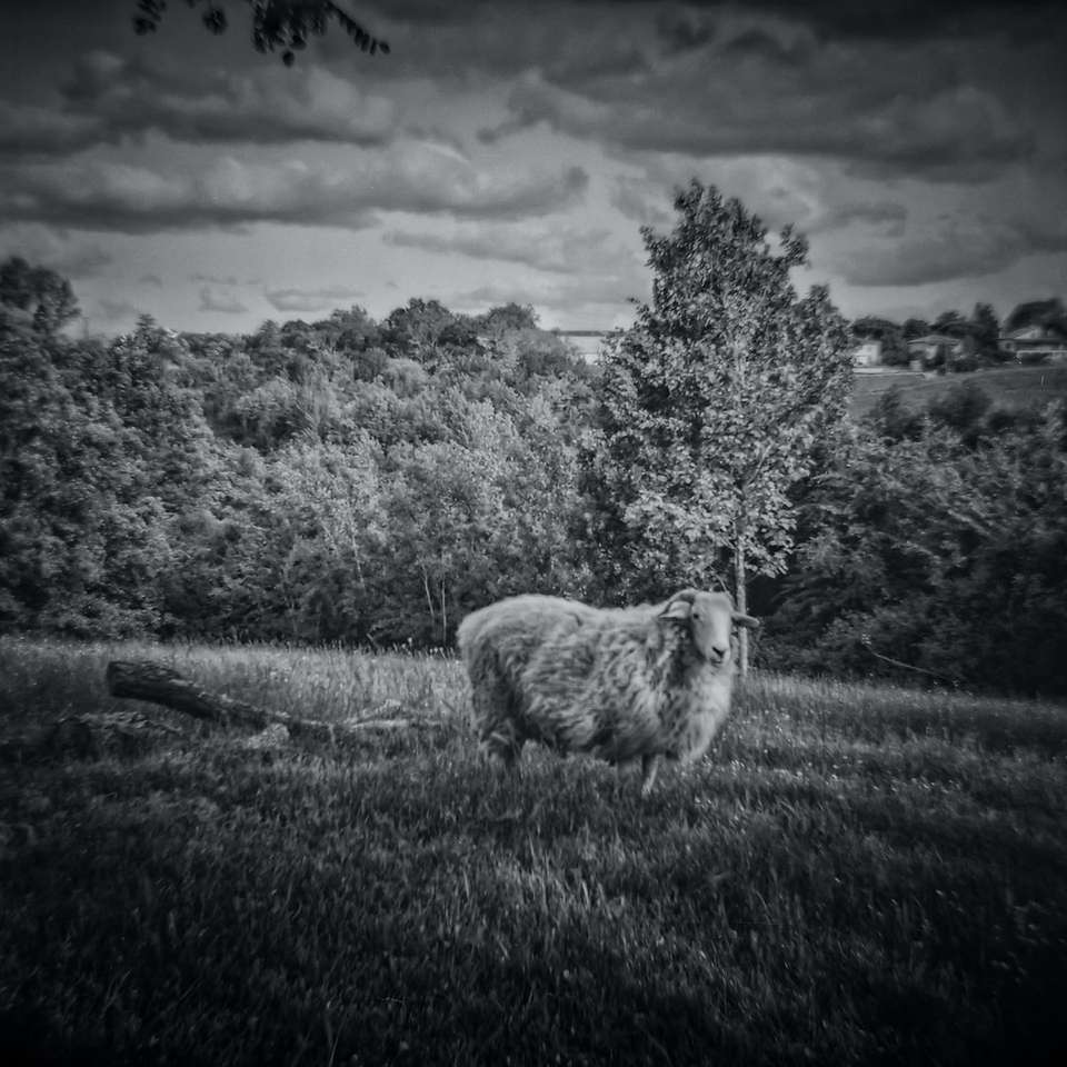 zdjęcie owiec na polu z trawą w skali szarości puzzle online