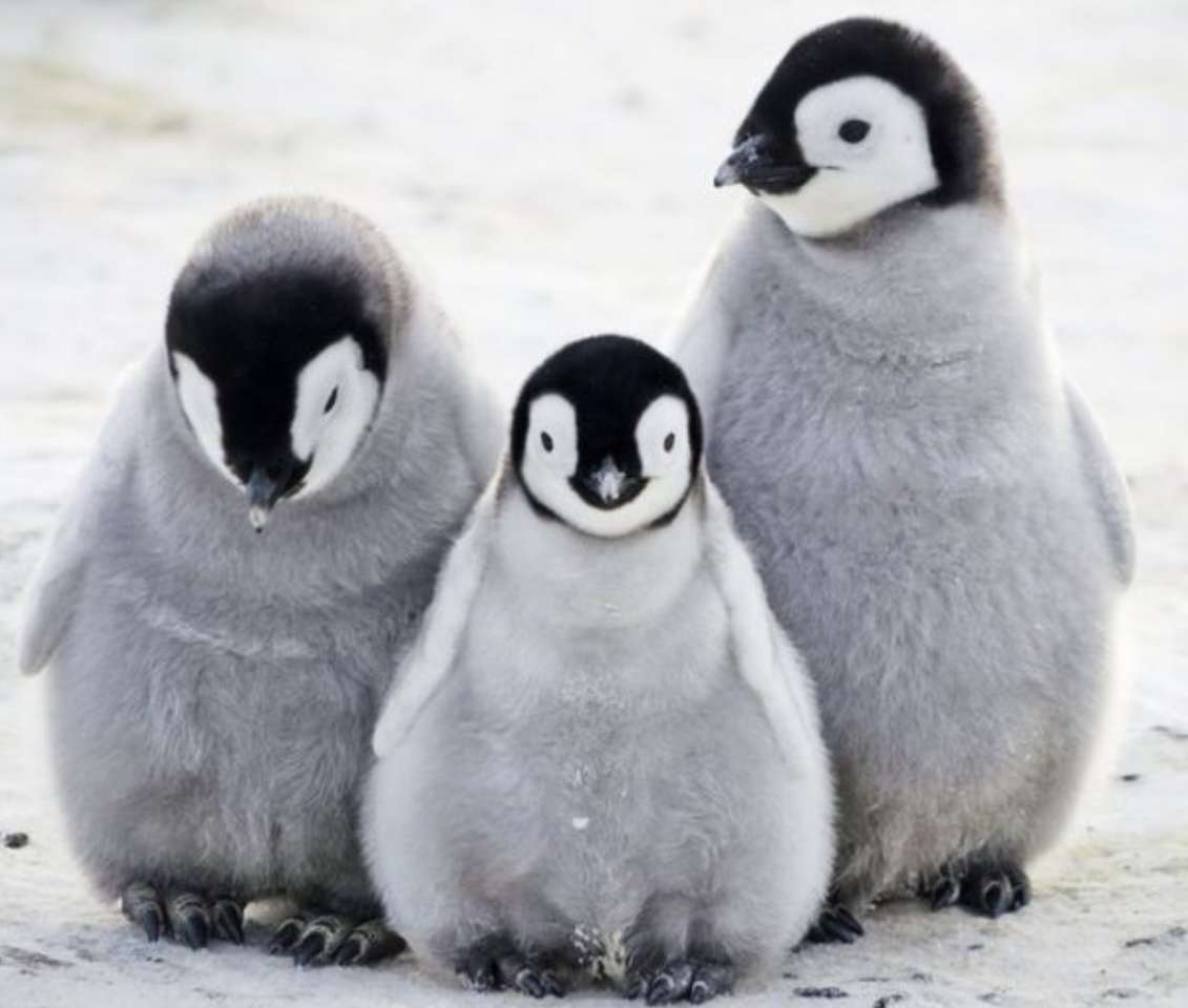 Trzy małe pingwiny puzzle online