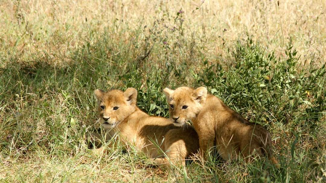 dwa brązowe lwiątka na trawach puzzle online