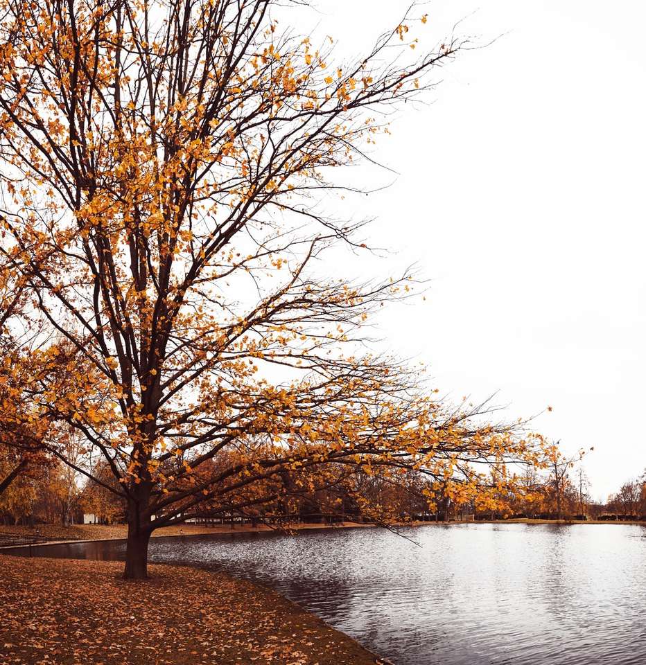 brązowe drzewa nad rzeką pod białym niebem w ciągu dnia puzzle online
