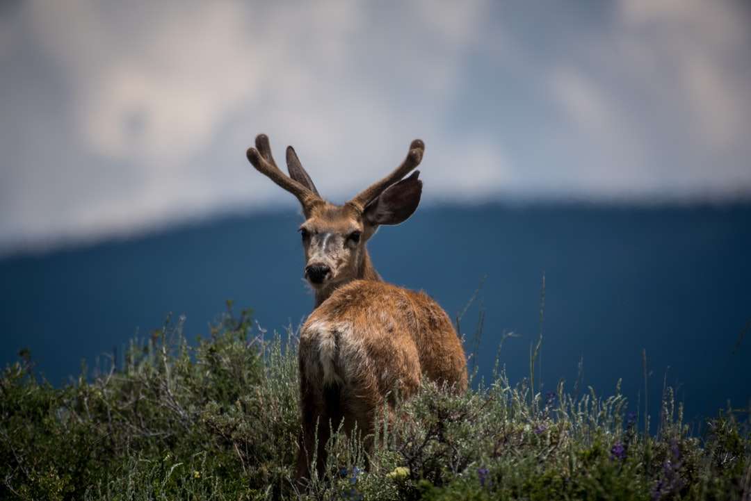 fotografowanie jeleni i roślin z płytką ostrością puzzle online