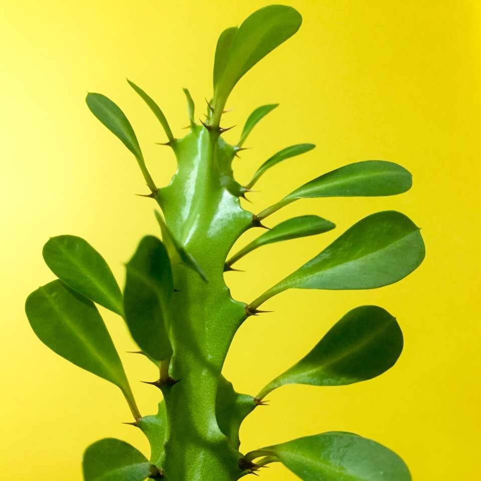 Zielona roślina puzzle online