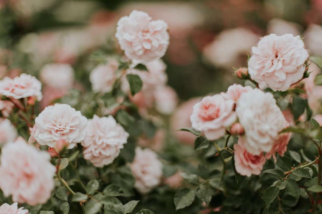 płytkie fotografowanie różowych róż puzzle online
