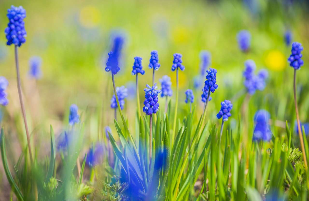 Niebieskie kwiaty Muscari puzzle online