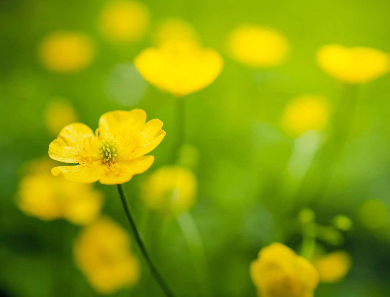 Żółty kwiat jaskry pospolitego puzzle online