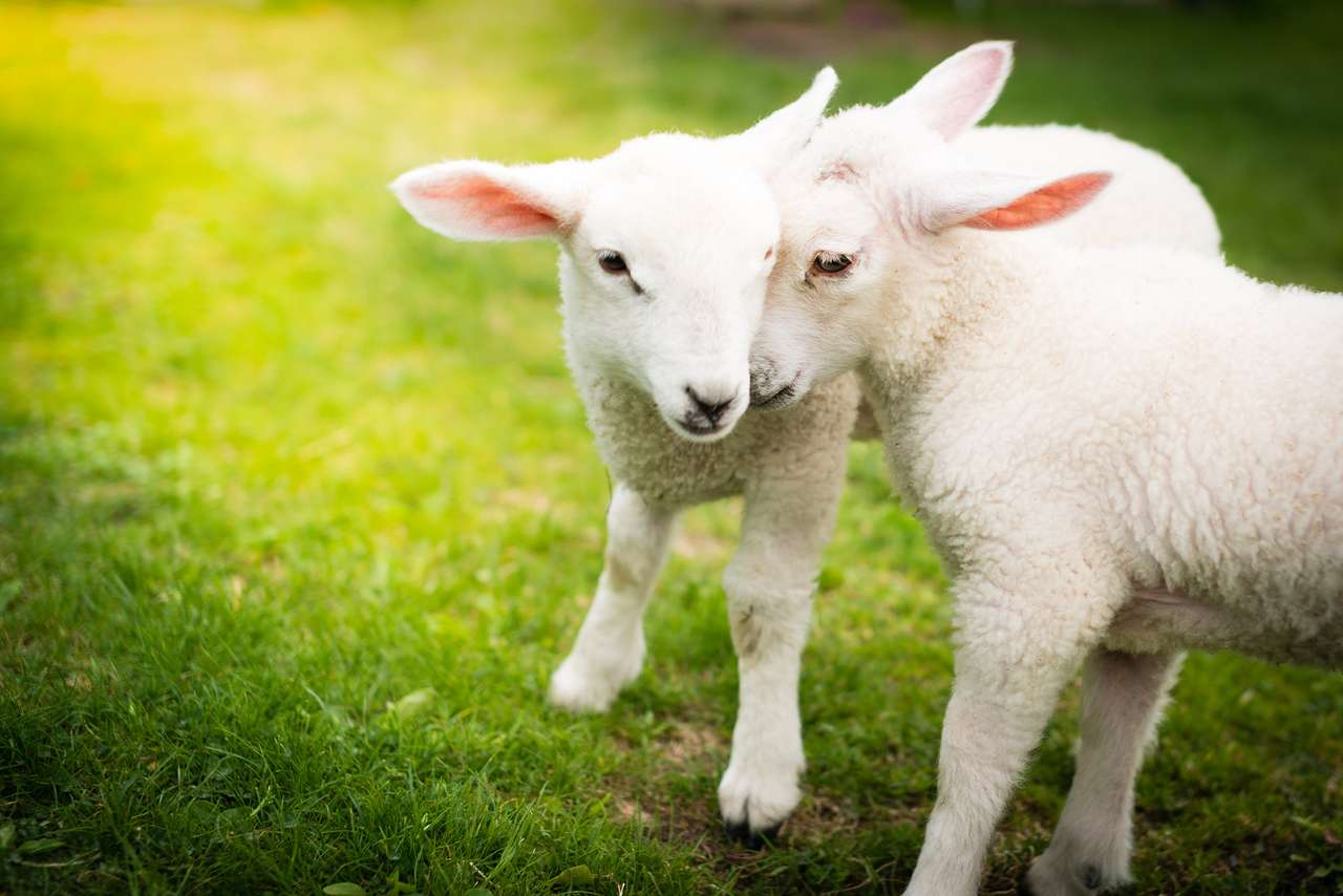 Dwie owieczki przytulające się na trawie puzzle online