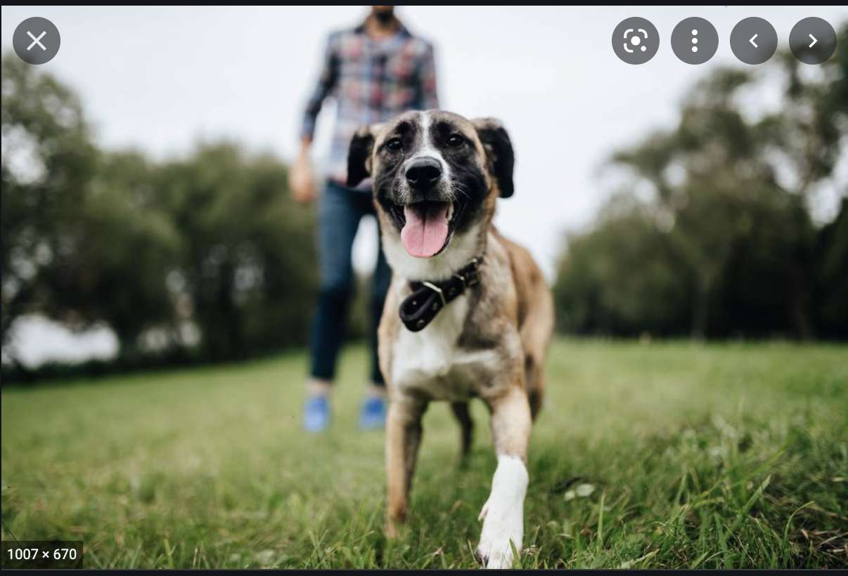 szczęśliwy pies puzzle online