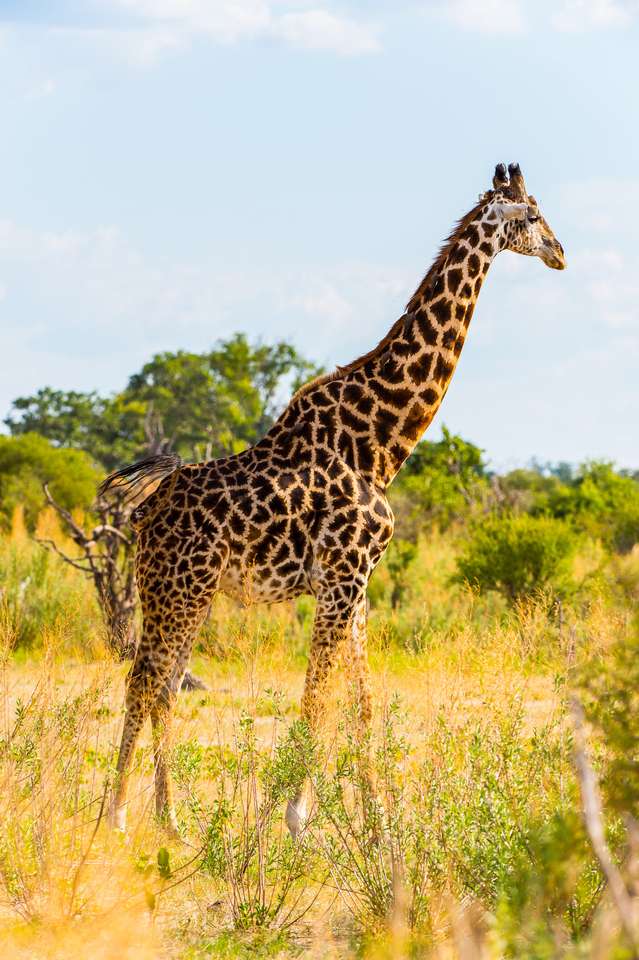 Piękna żyrafa w rezerwacie gier Moremi puzzle online